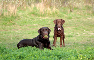 Hundebetreuung Friedrichshain 1